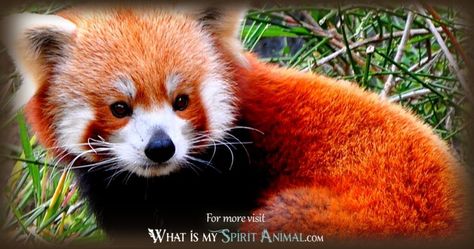 Red Panda Spirit Animal, Panda Spirit Animal, Panda Symbolism, Red Panda Symbolism, Tiger Totem Spirit Animal, Spirit Guide Signs, Red Panda Sculpture, Red Panda Threatening, Symbolism Meaning