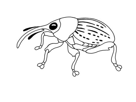 Small Bug Tattoo Ideas, Weevil Drawing, Insect Drawing Simple, Weevil Tattoo, Bug Tattoo, Scary Tattoos, Hand Poked Tattoo, Poke Tattoo, Hand Poke