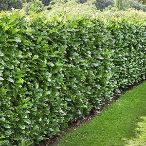 Privacy Hedges Fast Growing, Laurel Bush, Fast Growing Privacy Shrubs, English Laurel, Laurel Shrub, Laurel Plant, Prunus Laurocerasus, Green Giant Arborvitae, Laurel Hedge