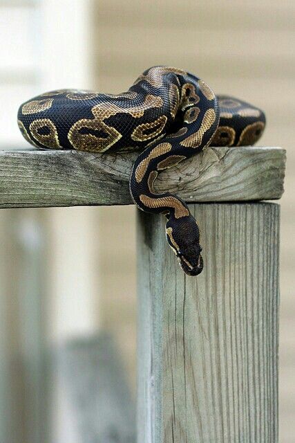 Beautiful Python Royal, Spiders And Snakes, Scary Snakes, Python Morphs, Python Regius, Cool Snakes, Pretty Snakes, Cute Snake, Reptile Snakes