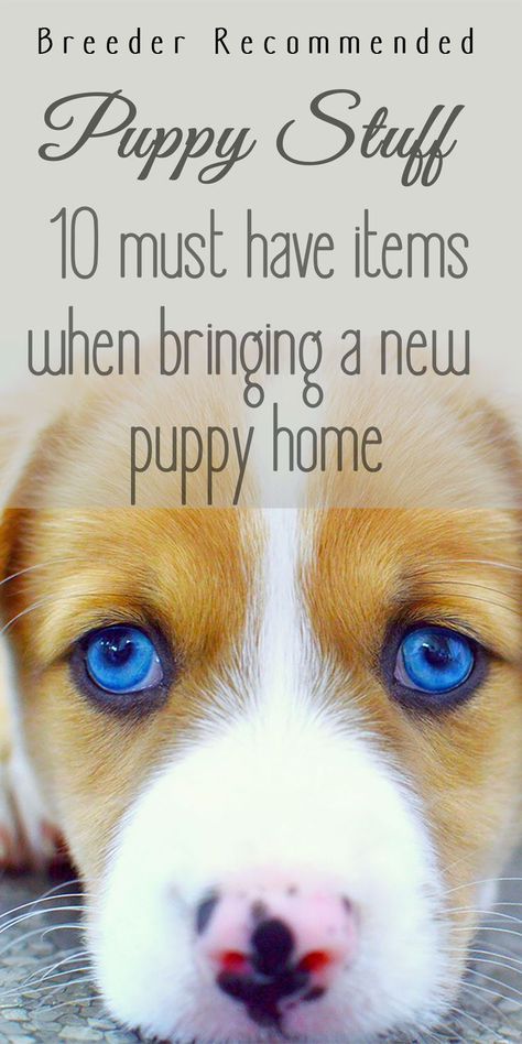 Puppy stuff | top 10 must have items when bringing a new puppy home Puppy Must Haves, Bringing Home Puppy, Health Checklist, Types Of Puppies, Puppy Items, New Puppy Checklist, Dog Psychology, Puppy Checklist, Puppy Leash