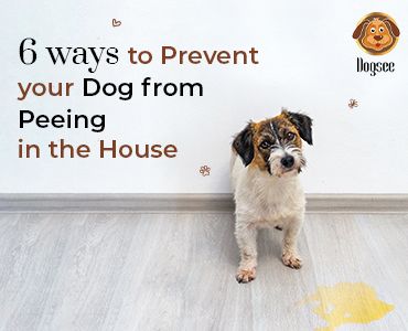 6 Ways to Prevent Your Dog from Peeing in the House | Dogsee Dog Pee On Carpet, House Training Dogs, Dog Pee, Dog Ages, Indoor Dog, Older Dogs, Home Quotes And Sayings, Old Dogs, Positive Reinforcement