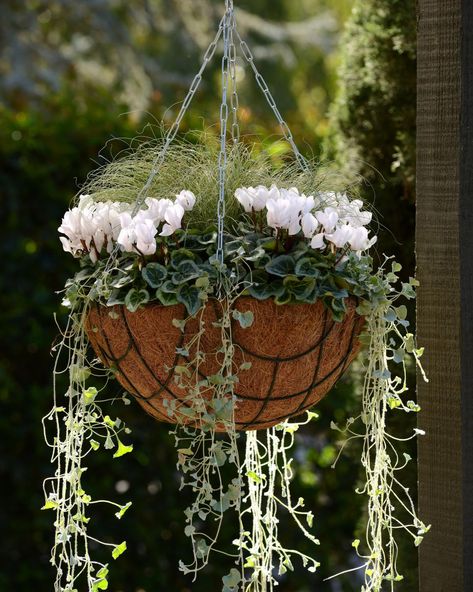 Fall Hanging Planter Ideas, Fall Hanging Plants, Hanging Basket Combinations, Fall Flower Hanging Baskets, Fall Hanging Baskets Front Porches, Fall Hanging Basket Ideas, Autumn Hanging Baskets, Hanging Basket Ideas, Hanging Fall Flower Baskets