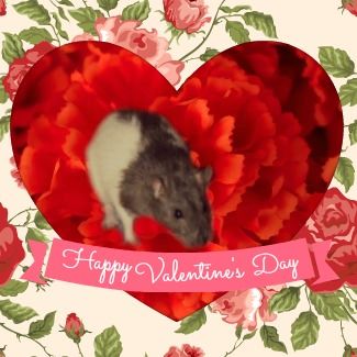 Pet Websites, Animal Valentines, Wow Image, Color Mixing Guide, Discord Pfps, Cute Rats, Mouse Rat, Win Money, Pet Rats