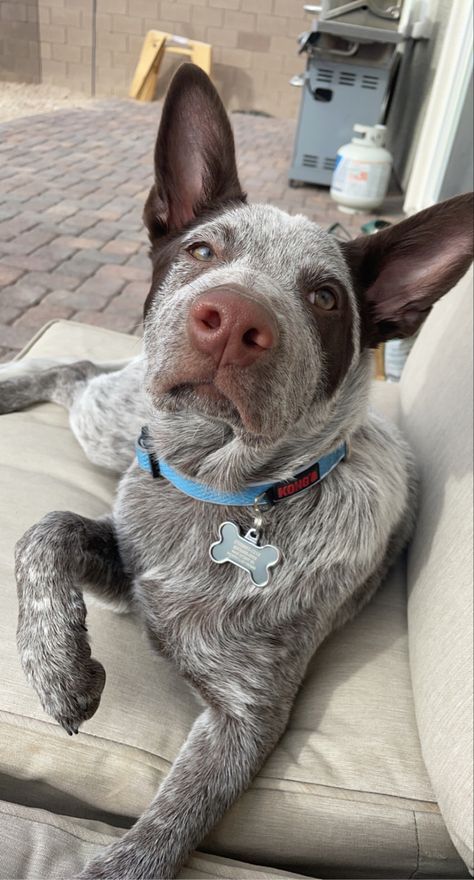 #australiancattledog Chocolate Heeler, Blue Heeler Training Tips, Blue Heeler Photography, Chocolate Heeler Cattle Dogs, Heeler Mix Dogs, Blue Heeler Mixed With Pitbull, Australian Cattle Dog, Cattle Dog, Country Living