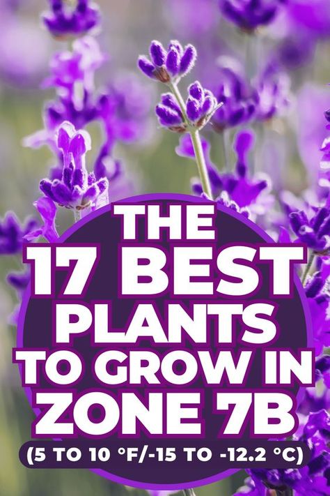 The 17 Best Plants to Grow in Zone 7b (5 to 10 °F/-15 to -12.2 °C) 7b Growing Zone, Hardiness Zone 7b Plants, Zone 7b Landscaping Ideas, Zone 7b Perennials, Zone 7b Landscaping Front Yards, 7b Planting Guide Flowers, 7b Gardening Zone, 7b Planting Guide, Zone 7b Gardening