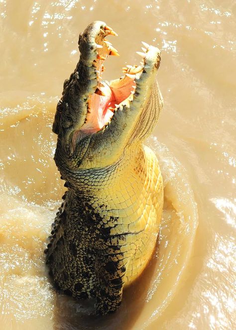 74 Scary and Creepy Animals (That Actually Exist)  #animals #scary #crocodile Scary Fish, Creepy Animals, Tattoo Nature, Nature Aesthetic, Reptiles, Alligator, Mammals, Fish, Animals