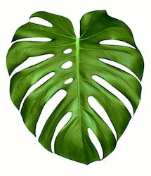 Monstera Plant, Plant Painting, Painted Leaves, Plant Illustration, Plant Art, Leaf Art, Monstera Leaf, Green Leaf, Green Aesthetic