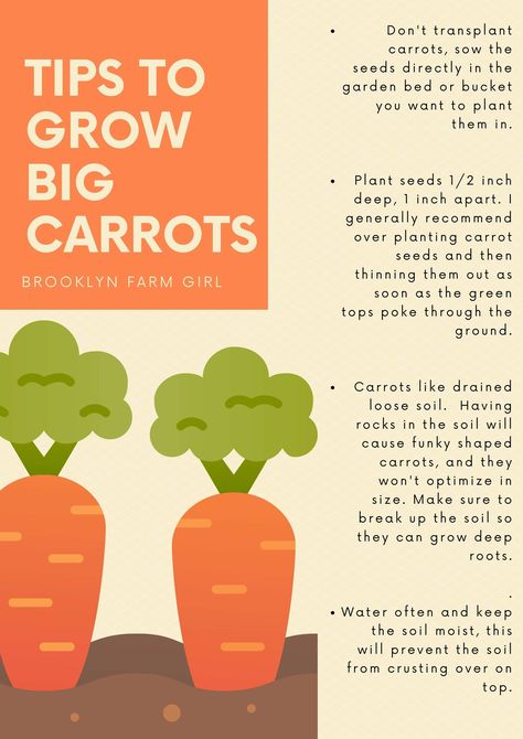 We grew giant carrots in our NYC garden. Find out tips and tricks to grow big carrots in your own vegetable garden. Nyc Garden, House In The Suburbs, Gardening At Home, How To Plant Carrots, Carrot Gardening, Growing Carrots, Vegetable Garden Tips, Garden Layout Vegetable, Vegetable Garden Planning