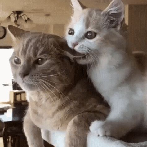 Nom Nom Nom, Two Cats, Nom Nom, Gif