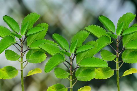 Leaf Of Life Plant Benefits, Miracle Leaf Spiritual Benefits, United States Botanic Garden, Burning Bay Leaves, Paddle Plant, Shade Loving Shrubs, Healthy Juicer Recipes, Plant Benefits, Red Bud