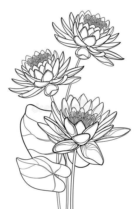 Vector bouquet of outline ornate Lotos or water lily flower and leaf in black isolated on white background. Floral composition with contour Lotus bunch for royalty free illustration Floral Composition Drawing, Water Lily Outline, Lotus Line Drawing, Waterlily Drawing, Floral Outline Drawing, Water Lily Embroidery, Lotus Flower Sketch, Water Lily Illustration, Lotus Flower Illustration