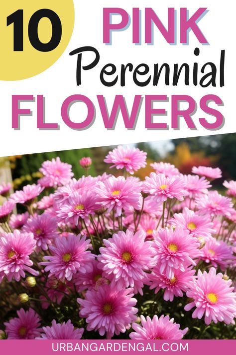 pink flowers growing in the garden Perenial Flowers, Plants With Pink Flowers, Inversion Therapy, Pink Perennials, Flowers To Plant, Backyard Flowers Garden, Perennial Flower, Garden Flower Beds, Perennial Flowers