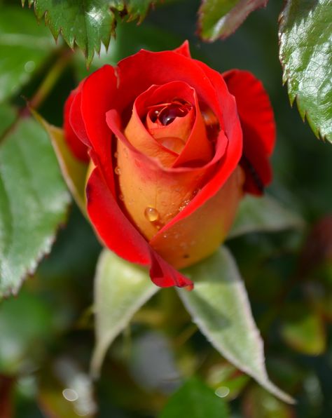 The Ketchup and Mustard rose is bright red with a yellow reverse. It doesn't have the most flattering name, but this rose is the pinnacle of elegance. Ketchup And Mustard, Flower Wallpapers, Hybrid Tea Roses, Cute Flower Wallpapers, Tea Roses, Flower Wallpaper, Ketchup, Beautiful Roses, Pretty Flowers