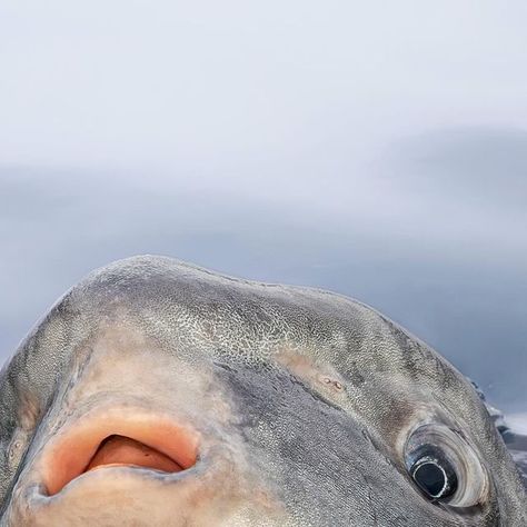 Delaney Trowbridge on Instagram: "¡Hola Mola mola! 👋 As we near the end of the year, I’m finding all of the photos from 2023 that have fallen through the cracks. I took this photo back in May, during the “sunfish swarm” where thousands of these strange fish appeared in Southern California to capitalize on an abundant food source (Vellela vellela, AKA “by-the-wind sailors”) not commonly seen here. #oceansunfish #sunfish #molamola #wildlifephotography #oceanlife #naturephotography #visitcalifornia #newportbeach #californiacoast #pacific #shotoncanon #teamcanon #lightroom #whalewatching #fishinglife #deepseafishing #fishaddict #sportfishing" Mola Mola Fish, Ocean Sunfish, Blow Fish, Mola Mola, Weird Gif, Visit California, Deep Sea Fishing, Tide Pools, Fishing Life