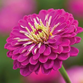 Zinnia elegans 'Giant Purple Prince' Hardening Off Seedlings, Pink Zinnia, Pastel Garden, Zinnia Flower, Zinnia Elegans, Sarah Raven, Zinnia Flowers, Gorgeous Flowers, Annual Flowers