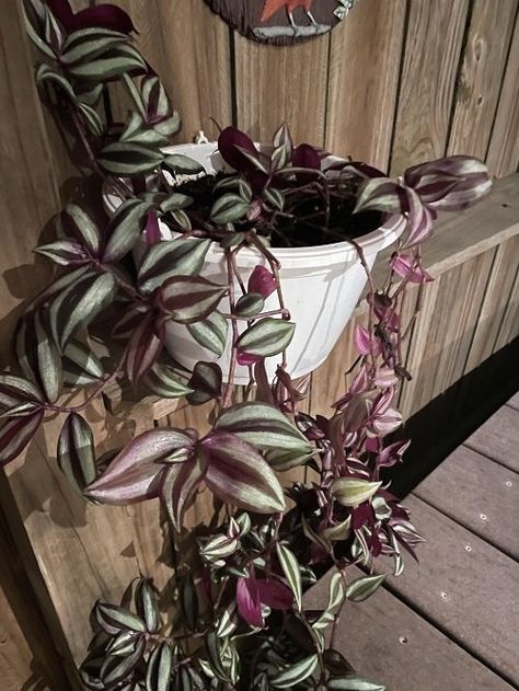 Leggy Wandering Jew Plant? 6 Ways to to Fix It Wandering Jew Planter Ideas, Wandering Jew Plant Care, Wondering Jew Plant, Wondering Jew, Wandering Jew Plant, Small House Garden, Companion Planting Vegetables, Wandering Jew, Herb Containers