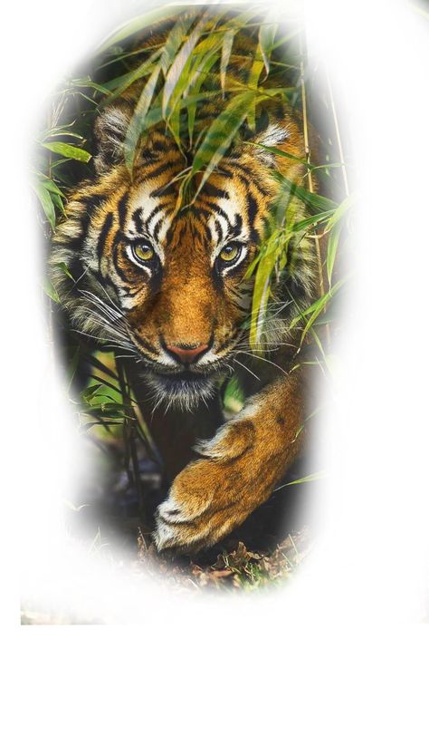 Animal Tattoos Color, Tiger Tattoo Color, Beautiful Angel Tattoos, Tiger Spirit Animal, Tiger Tattoo Sleeve, Big Cat Tattoo, Colored Tattoo Design, Face Tattoos For Women, Half Sleeve Tattoos Drawings