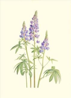 Silver Lupine: California Wildflower Watercolor 5 x 7 Print ... Plants Sketch, Plant Sketches, Lupine Flowers, California Wildflowers, Watercolor Flower Art, Botanical Painting, 자수 디자인, Botanical Drawings, Plant Illustration