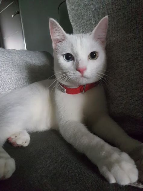 Introducing Lucky, my male Khao Manee. Khao Manee Cat, Khao Manee, Horses And Dogs, White Kittens, Orange Tabby, White Cats, Pretty Cats, Beautiful Cats, Beautiful Creatures