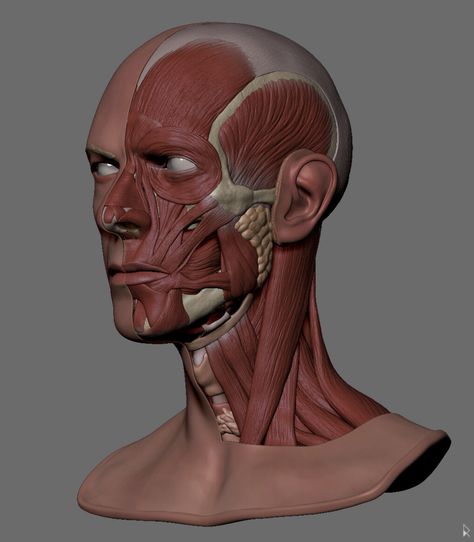 ArtStation - David Bowie - Anatomy Face + Free Download File, Rodrigo Avila Human Face Anatomy, Face Muscles Anatomy, Facial Muscles Anatomy, Face Muscles, Head Muscles, Human Muscle Anatomy, Muscles Of The Face, Head Anatomy, Facial Anatomy