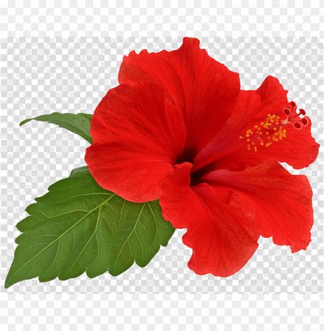 Ab Reference, China Rose Flower, Flower App Icon, Hibiscus Image, Chinese Hibiscus, Hibiscus Extract, Rose Flower Png, Hibiscus Leaves, Flower Hibiscus