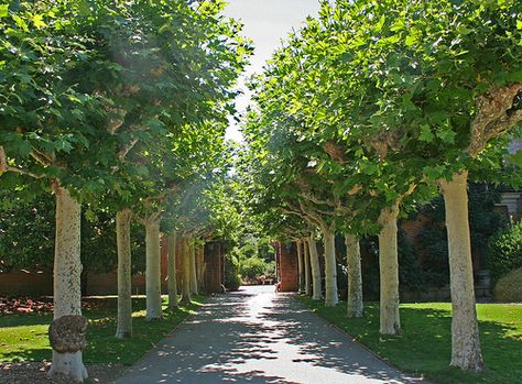 Filoli Gardens - Path through Plane Trees | Flickr - Photo Sharing! Mediterranean Trees, Brown House Exterior, Mini Orchard, Filoli Gardens, Lined Driveway, Woodside California, London Plane Tree, Fringe Tree, Formal Garden Design