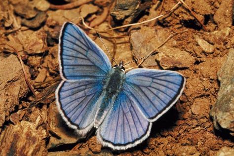 Spring Azure Butterfly Azure Butterfly, Photos Of Butterflies, Caterpillar Pictures, Pictures Butterfly, Butterfly Photography, Butterfly Photos, Butterfly Pictures, Attract Butterflies, Butterfly Garden