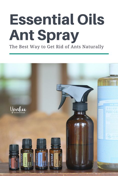 The Best Way to Get Rid of Ants Naturally | Yankee Homestead Diy Ant Spray, Essential Oils Ants, Ant Spray, Lush Store, Natural Bug Spray, Rid Of Ants, Get Rid Of Ants, Natural Things, Essential Oils For Kids