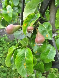 Pear Tree Care, Pruning Pear Trees, Growing Pear Trees, How To Prune Pear Trees, How To Grow Pears From Seeds, Pear Tree Companion Plants, Ornamental Pear Tree, Flowering Pear Tree, Pea Trellis