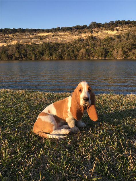 Basset Hounds Puppy, Hound Dog Puppy, Puppy Hound Dog, Basset Hounds, Bassett Hound Puppies, Basset Hound Cute, European Basset Hound, Baby Basset Hound, Cute Basset Hounds