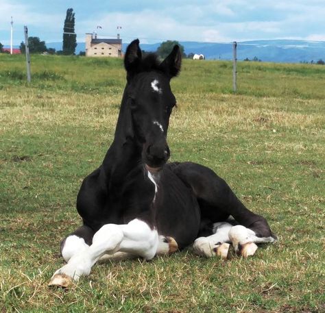 Smokey Black Horse, Foal Aesthetic, Friesian Horse Aesthetic, Foal Horse, Percheron Horses, Horse Foal, Horses Photography, Horse Coat Colors, Rearing Horse