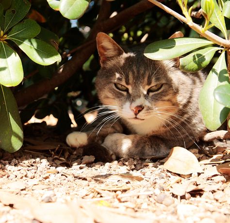 The summer months can be sweltering, making it tough not to get overheated when outside. This is especially true for feral cats who have to find ways to stay cool even though they're outdoors all the time. How do feral cats keep cool in the summer, and what can you do to help? Providing lots of shade and water is a great place to start.   Bring Feral Cats Indoors if Possible Cats have a higher body temperature than people and can generally tolerate heat better. But feral cats aren't immune to Feral Cat House, Summer Safety, Vet Clinics, Alley Cat, Outdoor Cats, Feral Cats, Cat Sleeping, Keep Cool, Cat Care