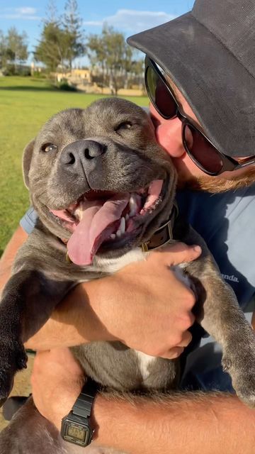 Tommy the blue staffy on Instagram: "One of the most misunderstood breeds, but probably the best 🥰 #staffy #staffordshirebullterrier #bluestaffy #bully #bullybreed #breakingsterotypes #softies #nannydog #familydog #dog #dogsofinstagram" English Staffy Puppies, Puppy Staffy, Grey Staffy Puppy, Blue Staffy Puppy, Blue English Staffy, Cute Staffy, Blue Staffy Aesthetic, Blue American Staffy, American Staffy