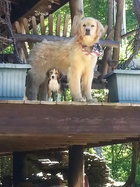 Two best friends Golden retriever beagle dog puppy Beagle And Golden Retriever, Beagle Puppy, Two Best Friends, Beagle Dog, Animal Friends, Fake Story, Dog Puppy, Animals Friends, Golden Retriever