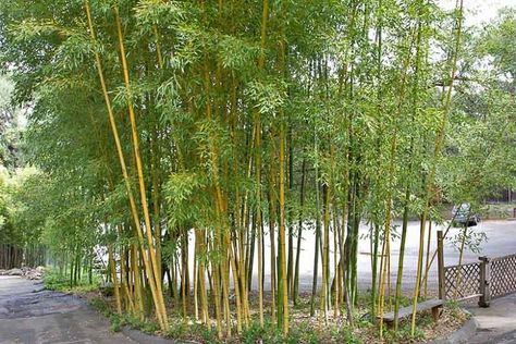 Phyllostachys vivax f. aureocaulis (Golden Chinese Timber Bamboo) Japanese Garden Plants, Phyllostachys Nigra, Growing Bamboo, Plantain Lily, Golden Bamboo, Zone 7, Moso Bamboo, Stone Path, Bamboo Plants