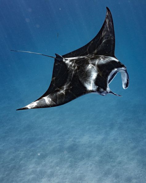 Giant Manta, Nature Photographer, Beautiful Sea Creatures, Aquatic Animals, Ocean Vibes, Manta Ray, Wildlife Photos, Marine Animals, Ocean Creatures