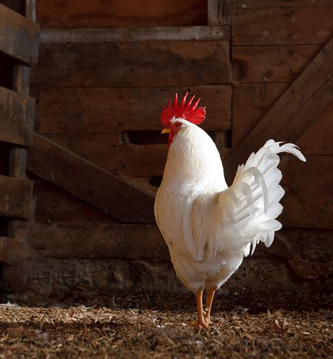 January 17, 2015 - Wild Bill - White Leghorn Rooster  2015©Barbara O'Brien Photography Chicken Reference, Homestead Photography, Leghorn Rooster, Rooster Breeds, Suffolk Sheep, Nc Wyeth, Country Chicken, Rooster Painting, Beautiful Chickens