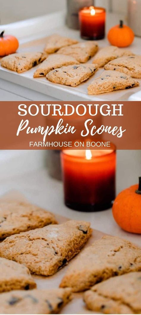 These sourdough pumpkin scones with chocolate chips are delicious, sweet, and full of fall flavors. Quickly mix them together for a fast treat, or you can choose to long ferment for more health benefits. #farmhouseonboone #sourdoughscones #pumpkinscones #pumpkinrn Sourdough Pumpkin Scones, Sourdough Pumpkin, Food Rotation, Pumpkin Cobbler, Squash Puree, Pumpkin Ice Cream, Pumpkin Cinnamon Rolls, Pumpkin Scones, Homemade Pumpkin Puree