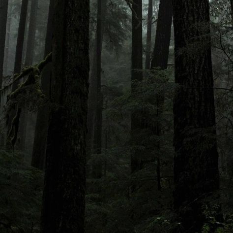 Woods Dark, Woods Aesthetic, Dark Naturalism, Forest Dark, Dark Forest Aesthetic, Forest Aesthetic, Aesthetic Forest, Dark Green Aesthetic, Foggy Forest