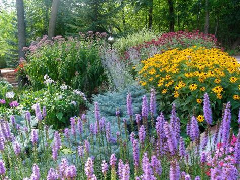 Perennial Garden Ideas, Minnesota Garden, Perennial Garden Design, Perennial Garden Plans, Garden Flowers Perennials, Bee Friendly Garden, Swamp Milkweed, Hgtv Garden, Full Sun Perennials