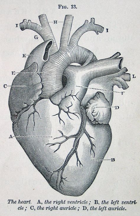 heart, vintage anatomical illustration, from Physiology for Young People, 1884 (via cori kindred on Flickr) Anatomical Heart Illustration Medical, Vintage Doctor Illustration, Vintage Heart Illustration, Anatomy Of A Heart, Vintage Anatomy Illustration, Organs Art, Anatomy Illustration Art, Heart Anatomy Drawing, Anatomical Heart Illustration