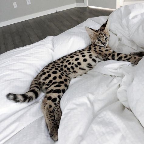 Savannah Cat Aesthetic, Savannah Cats, Hybrid Cat, Cat M, Leopard Cat, Exotic Cats, Savannah Cat, Gorgeous Cats