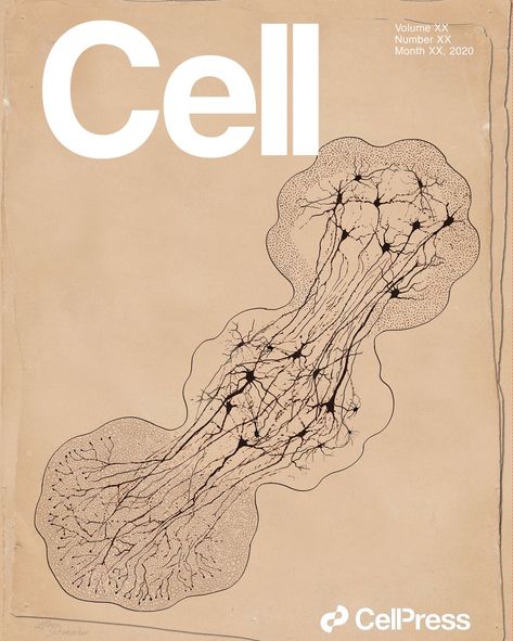 This recent Cell cover by #MesaStudios pays homage to the pioneering neuro art of Ramon y Cajal. 🔬This cover depicts the linking of neurons in three lab grown "assembloids" made of tissue from cortex, spinal cord, and muscle respectively. A collaboration with the Pasca Lab at Stanford University. - #medical #illustration #medicalillustration #scientificillustration #medicalillustrator #3D #sciart #generalmedicine #medicaleducation #biology #anatomy #cellbiology #molecularbiolology #science Science Journal Cover, Biotechnology Art, Biology Anatomy, Biology Art, Brain Art, Cell Cover, Science Illustration, Bio Art, Science Journal