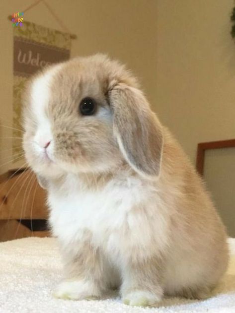 Bunnies Cute, Pet Bunny Rabbits, Mini Lop, Cute Bunny Pictures, Cute Small Animals, Bunny Pictures, Pet Bunny, Animals Cute