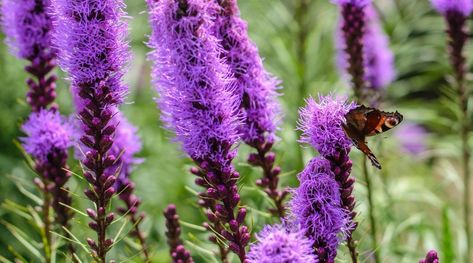 Hummingbird Habitat, Liatris Spicata, Blazing Star, Late Summer Flowers, Swamp Milkweed, American Meadows, Full Sun Perennials, Purple Wildflowers, Full Sun Plants