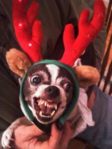 Lol Funny Christmas Profile Pics, Funny Dog Christmas Pictures, Funny Christmas Icons, Funny Christmas Pfp, Doberman Funny, University Lifestyle, Dog Christmas Pictures, Funny Reindeer, Funny Christmas Pictures