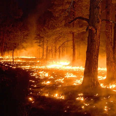 Forest Fires: To Manage or Not to Manage Christophe Jacrot, The Last Man On Earth, Forest Resources, Forest Ecosystem, Wildland Fire, Conifer Trees, Pastel Sec, Forest Fire, Extreme Weather