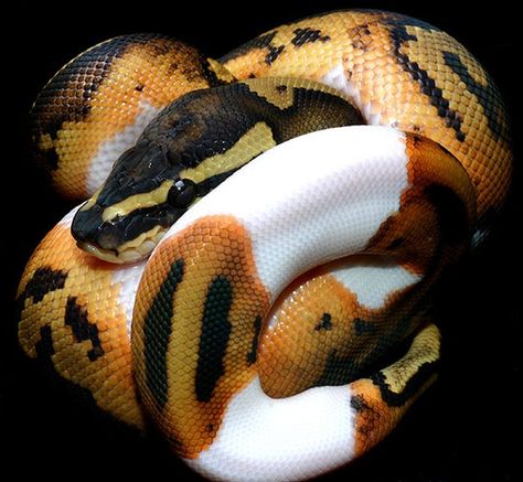 When your snek is almost, but not quite, out of toner. - Album on Imgur Piebald Ball Python, Python Royal, Cool Snakes, Colorful Snakes, Pretty Snakes, Ball Python Morphs, Ball Pythons, Snake Lovers, Cold Blooded