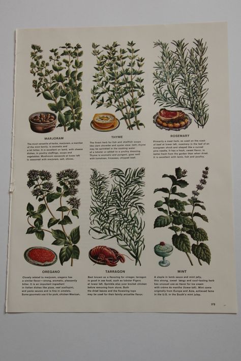 Vintage Cookbook color illustration herbs and spices botanical print, Great Kitchen Art. $13.00, via Etsy. Herb Chart, Antique Kitchen Decor, Herb Art, Old Fashioned Kitchen, Retro Kitchen Decor, Color Illustration, Antique Kitchen, Vintage Tree, Herbs And Spices